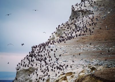 Magdalena Island Penguins
