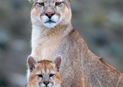 Puma Safari