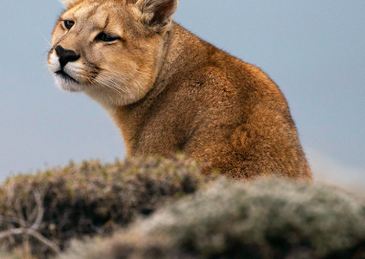 Puma Safari