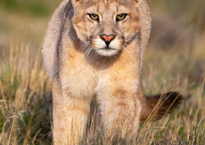 Puma Safari