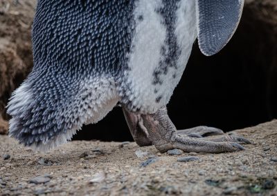 Magdalena Island Penguins