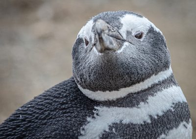 Magdalena Island Penguins