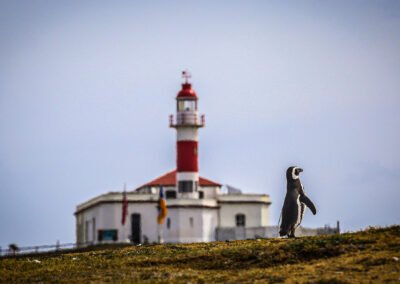 Magdalena Island Penguins