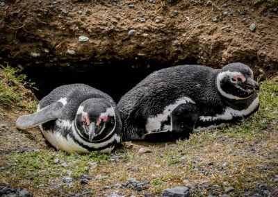 Magdalena Island Penguins