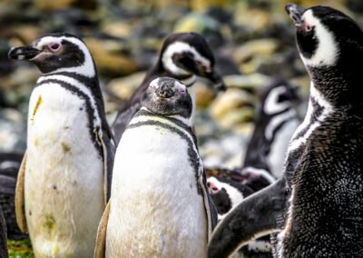 Magdalena Island Penguins